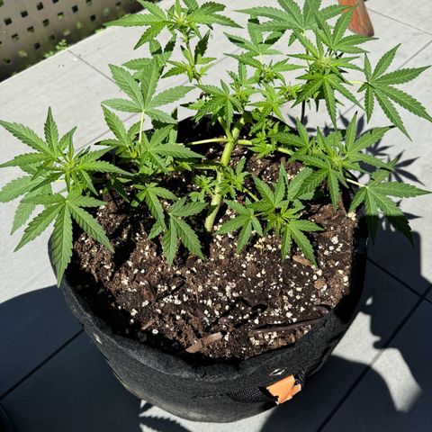 Mimosa Automatic growlog timeline photo
