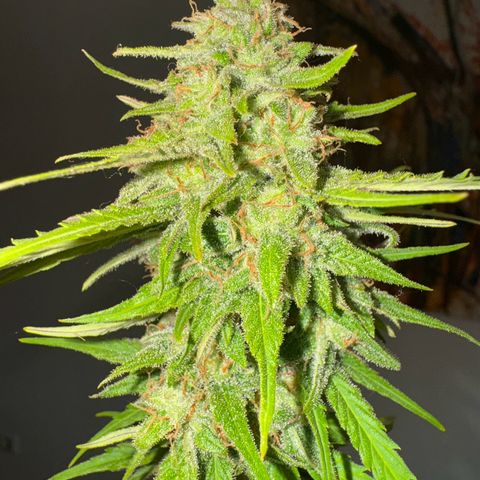 Royal Runtz Automatic growlog timeline photo