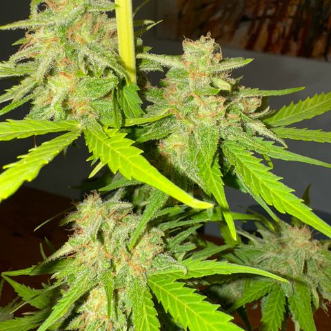 Royal Runtz Automatic growlog timeline photo