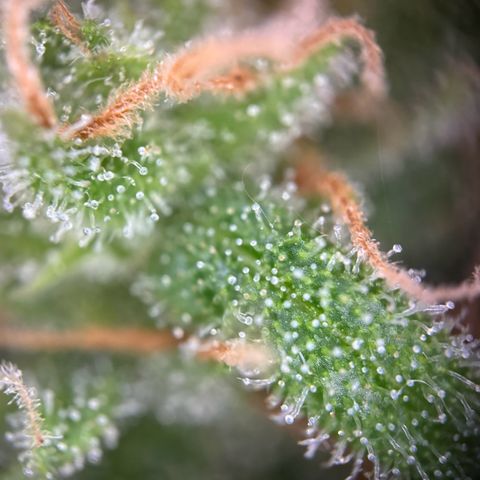 Royal Runtz Automatic growlog timeline photo