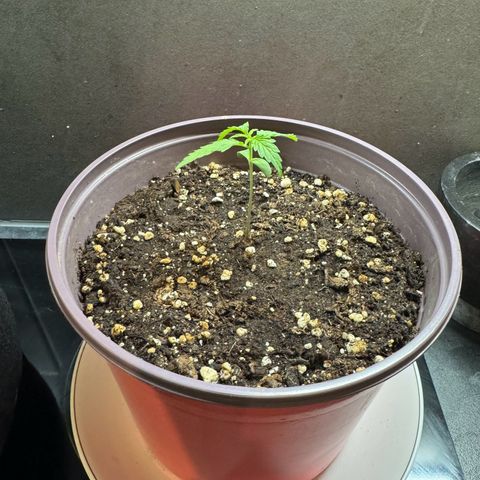 Do-Si-Dos Auto growlog timeline photo