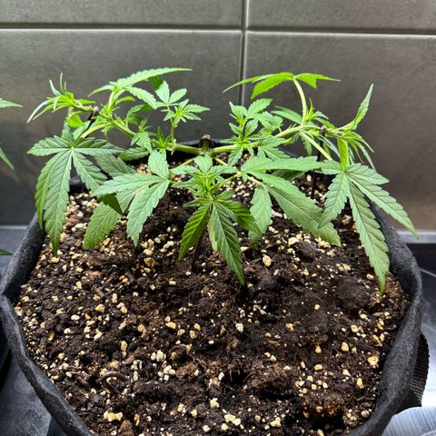 Hulkberry Automatic growlog timeline photo