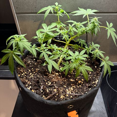 Mimosa Automatic growlog timeline photo