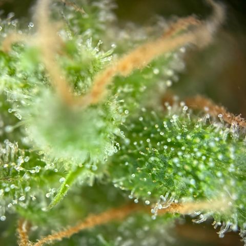 Royal Runtz Automatic growlog timeline photo