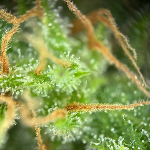 Royal Runtz Automatic growlog timeline photo