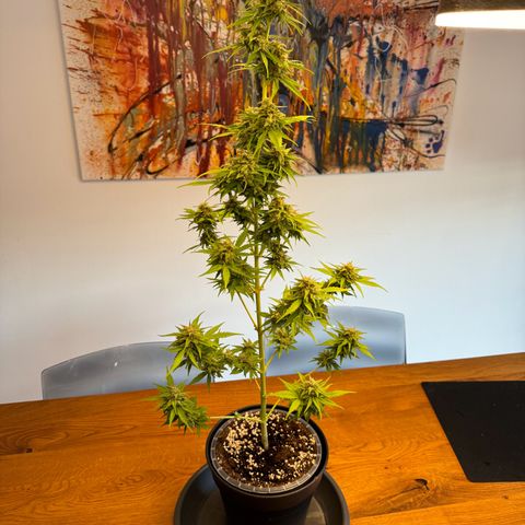 Royal Runtz Automatic growlog timeline photo