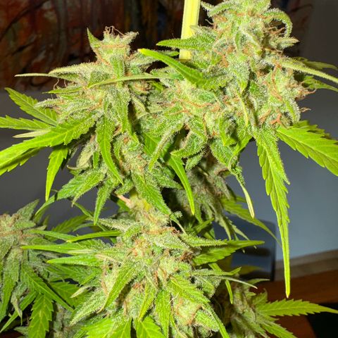 Royal Runtz Automatic growlog timeline photo