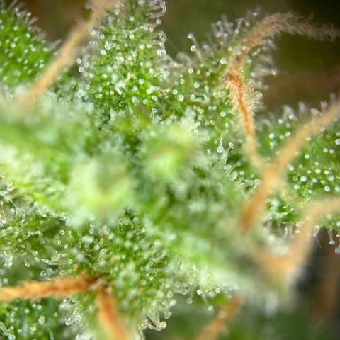 Royal Runtz Automatic growlog timeline photo