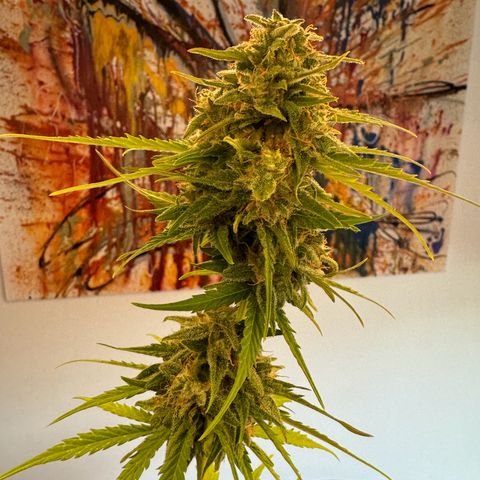 Royal Runtz Automatic growlog timeline photo