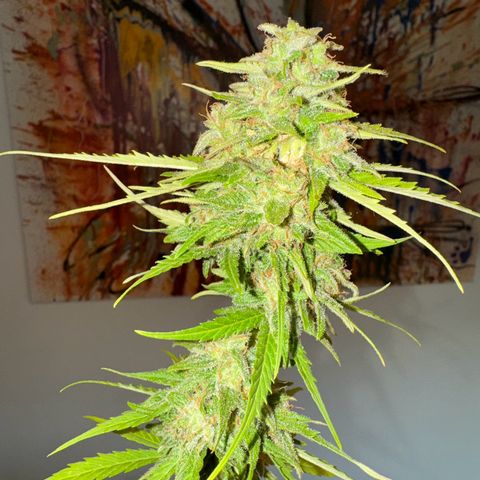 Royal Runtz Automatic growlog timeline photo