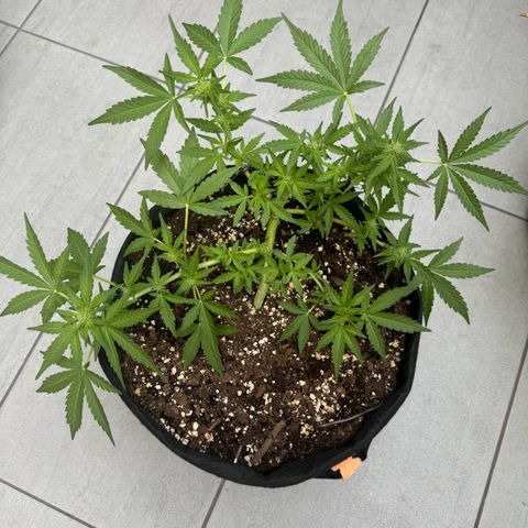 Mimosa Automatic growlog timeline photo