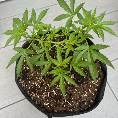Hulkberry Automatic growlog timeline photo