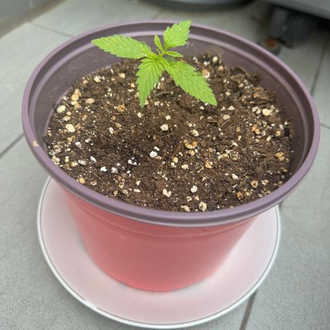 Do-Si-Dos Auto growlog timeline photo
