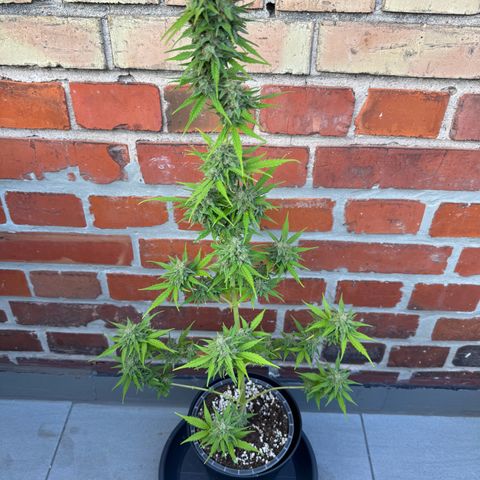 Royal Runtz Automatic growlog timeline photo