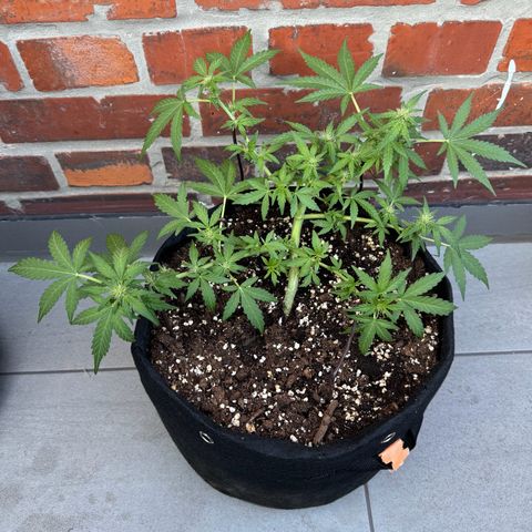 Mimosa Automatic growlog timeline photo