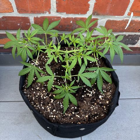 Hulkberry Automatic growlog timeline photo