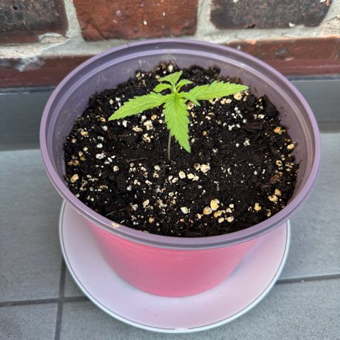 Do-Si-Dos Auto growlog timeline photo