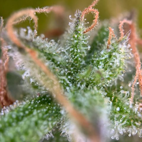 Royal Runtz Automatic growlog timeline photo