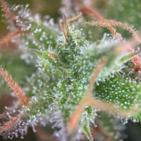 Royal Runtz Automatic growlog timeline photo