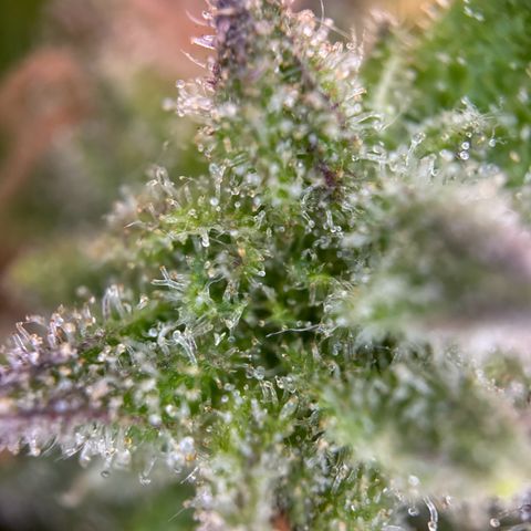 Royal Runtz Automatic growlog timeline photo