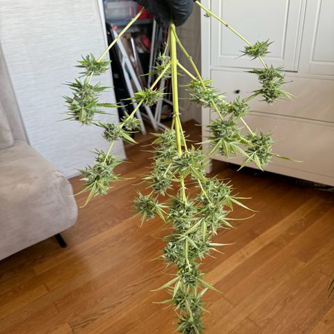 Royal Runtz Automatic growlog timeline photo