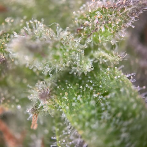 Royal Runtz Automatic growlog timeline photo