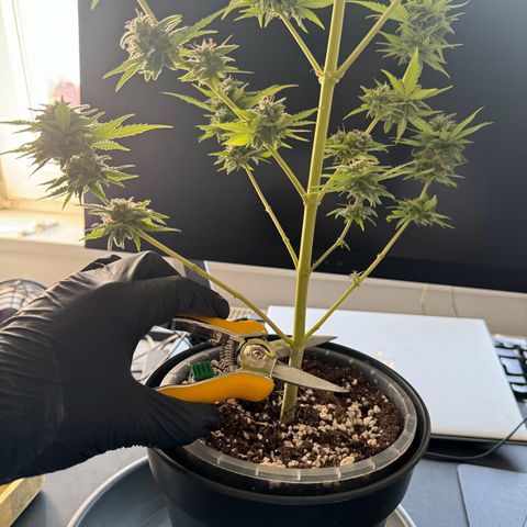 Royal Runtz Automatic growlog timeline photo