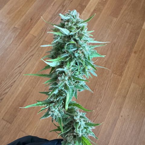 Royal Runtz Automatic growlog timeline photo
