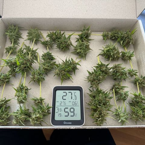 Royal Runtz Automatic growlog timeline photo