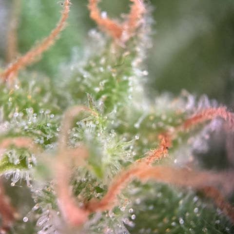 Royal Runtz Automatic growlog timeline photo