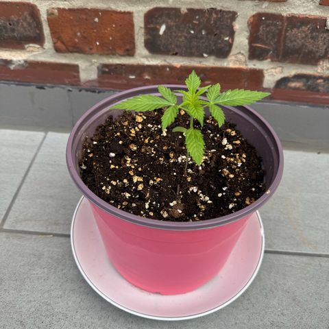 Do-Si-Dos Auto growlog timeline photo