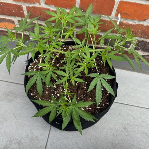 Hulkberry Automatic growlog timeline photo