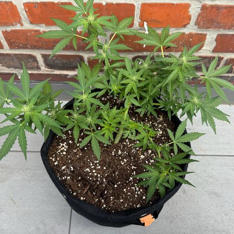 Mimosa Automatic growlog timeline photo