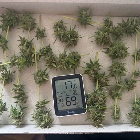 Royal Runtz Automatic growlog timeline photo