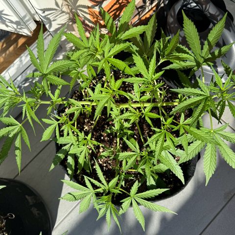 Hulkberry Automatic growlog timeline photo