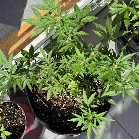 Mimosa Automatic growlog timeline photo