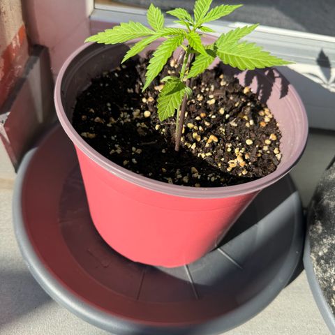 Do-Si-Dos Auto growlog timeline photo