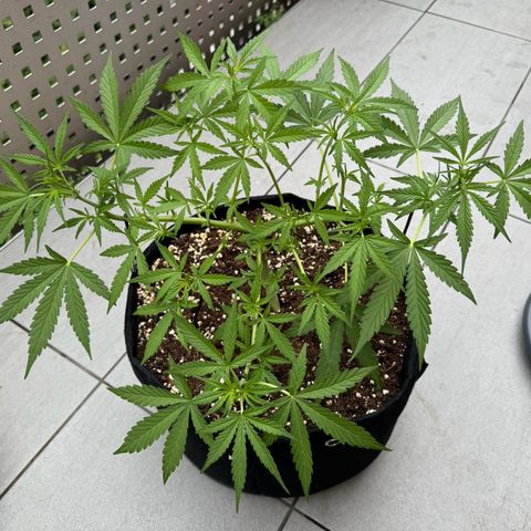 Hulkberry Automatic growlog timeline photo