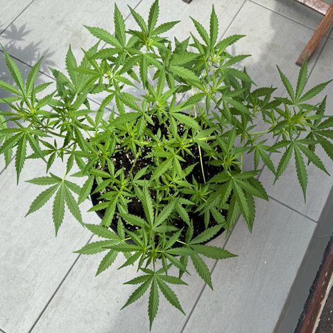 Hulkberry Automatic growlog timeline photo
