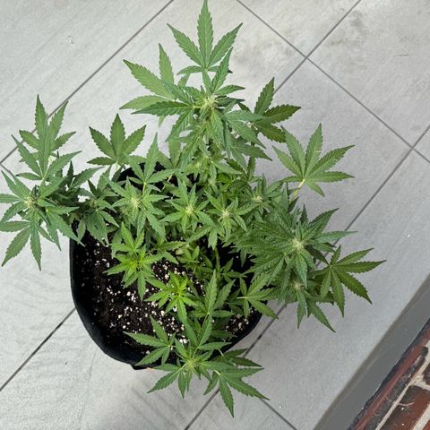 Mimosa Automatic growlog timeline photo