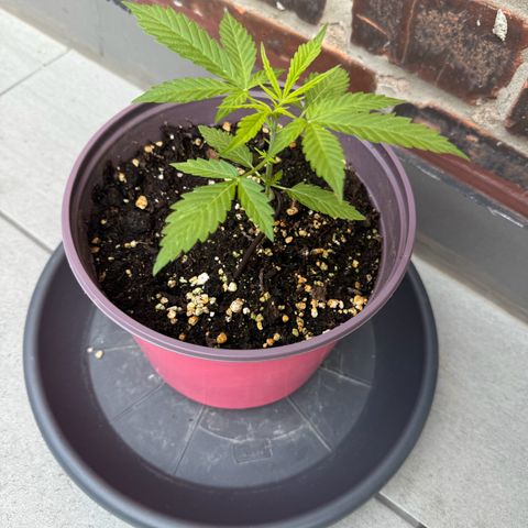 Do-Si-Dos Auto growlog timeline photo