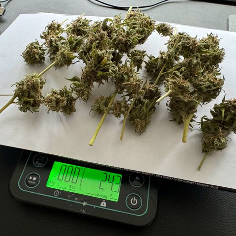 Royal Runtz Automatic growlog timeline photo