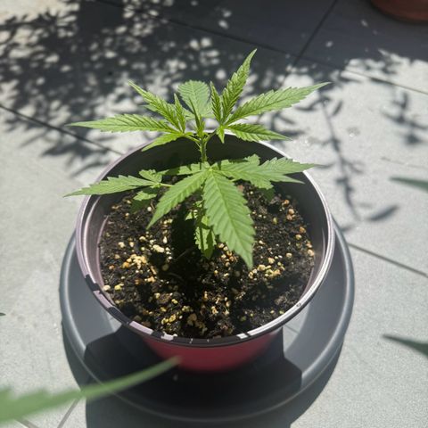 Do-Si-Dos Auto growlog timeline photo