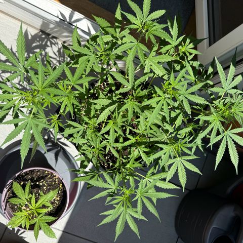 Hulkberry Automatic growlog timeline photo