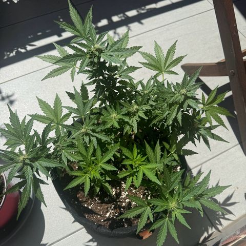 Mimosa Automatic growlog timeline photo