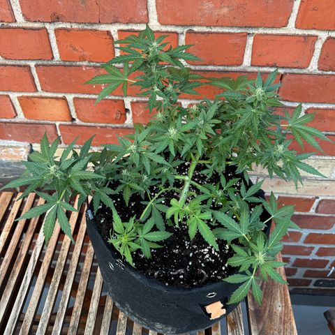 Mimosa Automatic growlog timeline photo
