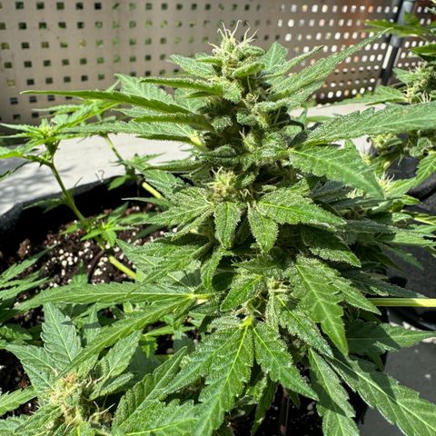 Mimosa Automatic growlog timeline photo