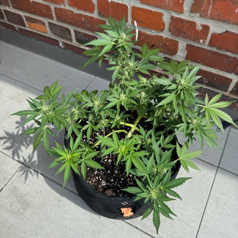 Mimosa Automatic growlog timeline photo