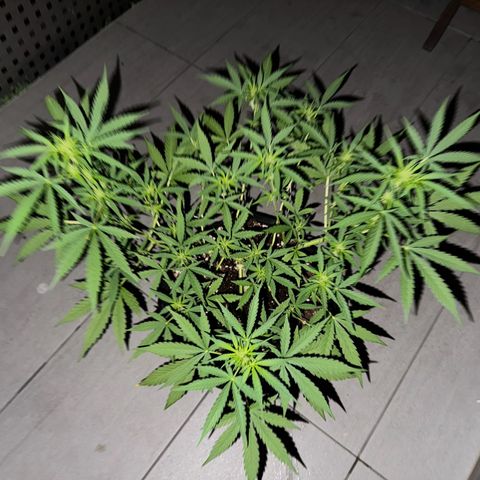 Hulkberry Automatic growlog timeline photo