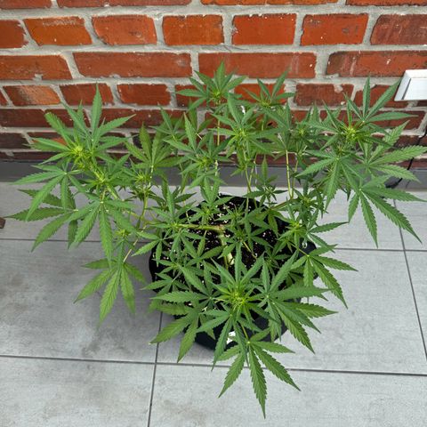 Hulkberry Automatic growlog timeline photo